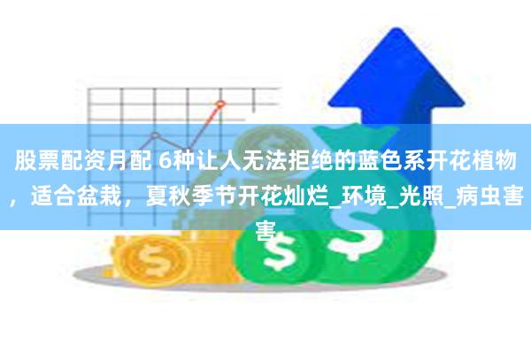 股票配资月配 6种让人无法拒绝的蓝色系开花植物，适合盆栽，夏