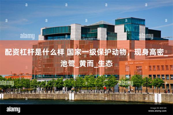 配资杠杆是什么样 国家一级保护动物，现身高密_池鹭_黄而_生
